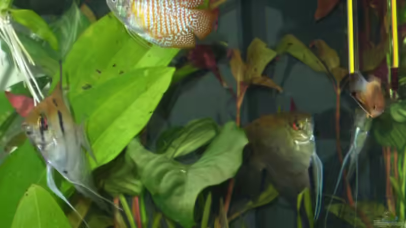 Besatz im Aquarium Becken 7551 von Joernfie (9)