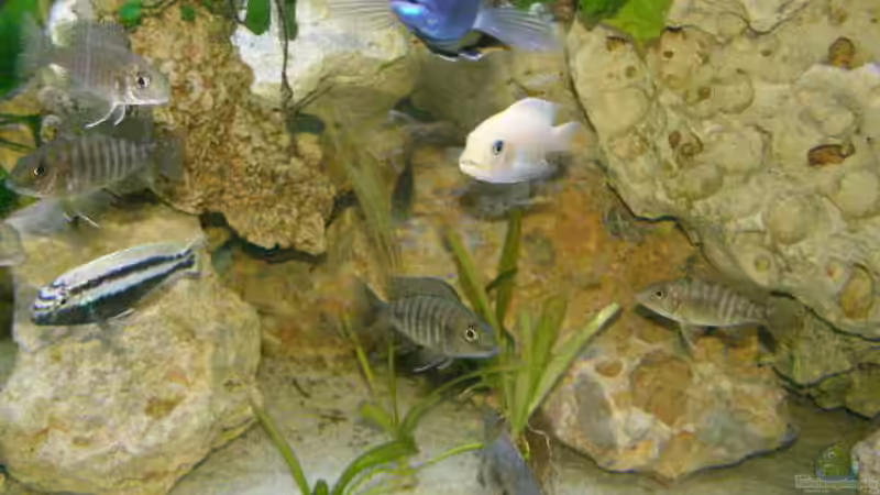 Besatz im Aquarium Becken 7555 von kittim (4)