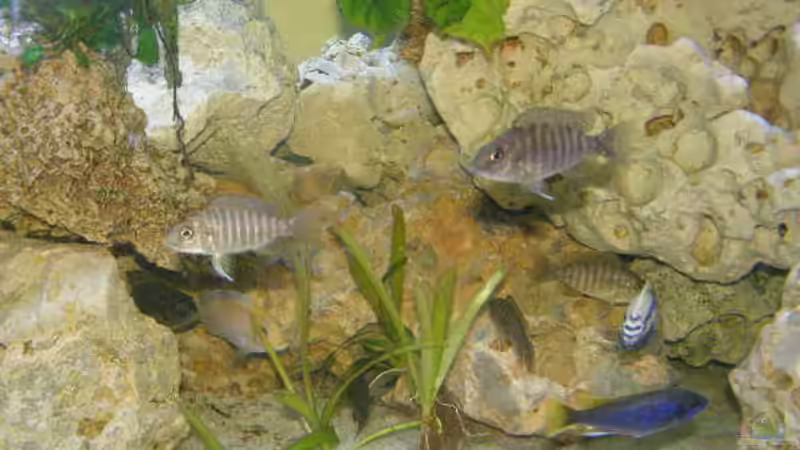 Besatz im Aquarium Becken 7555 von kittim (5)