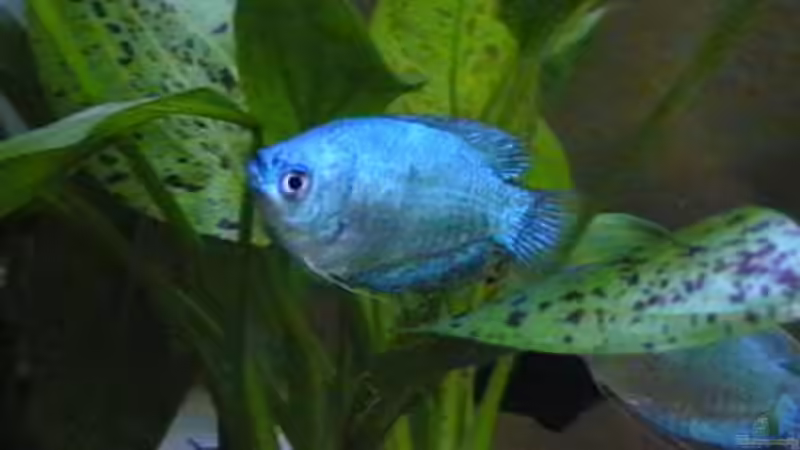 Besatz im Aquarium Becken 7557 von Laila2007 (5)