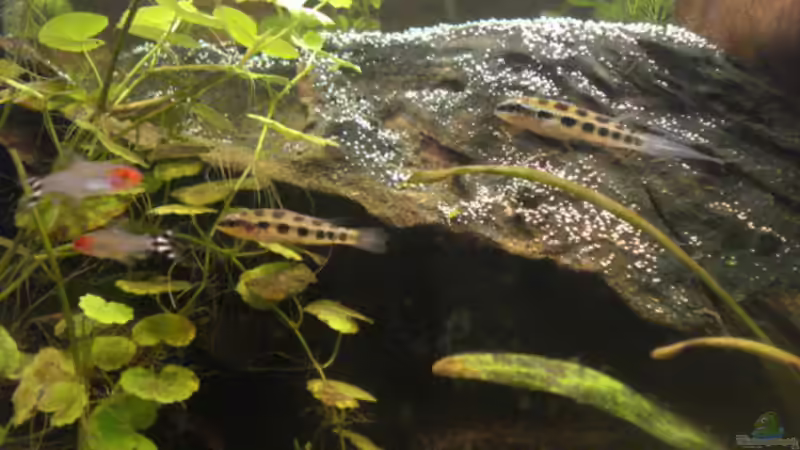 Besatz im Aquarium Becken 7566 von Matthias Reiff (3)