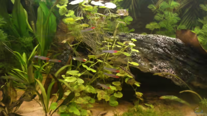 Besatz im Aquarium Becken 7566 von Matthias Reiff (4)