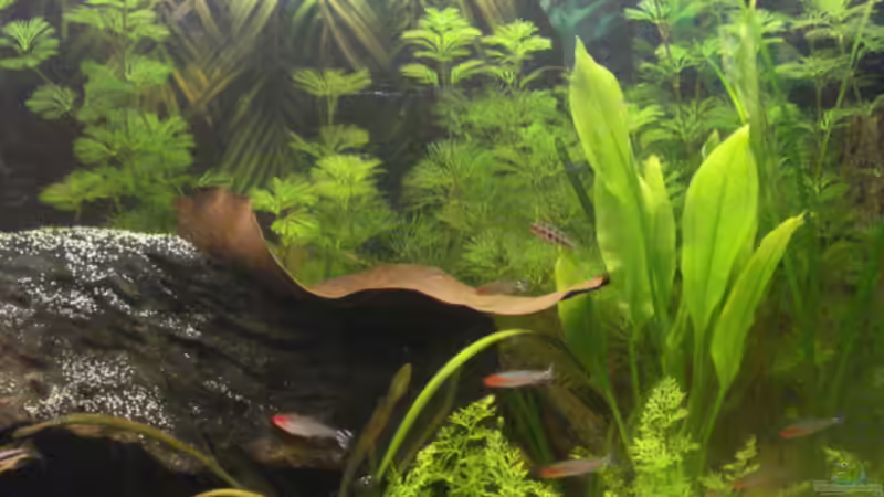 Besatz im Aquarium Becken 7566 von Matthias Reiff (5)