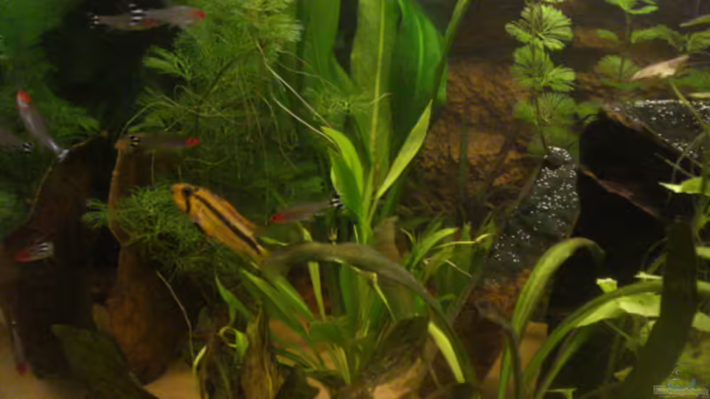 Besatz im Aquarium Becken 7566 von Matthias Reiff (6)