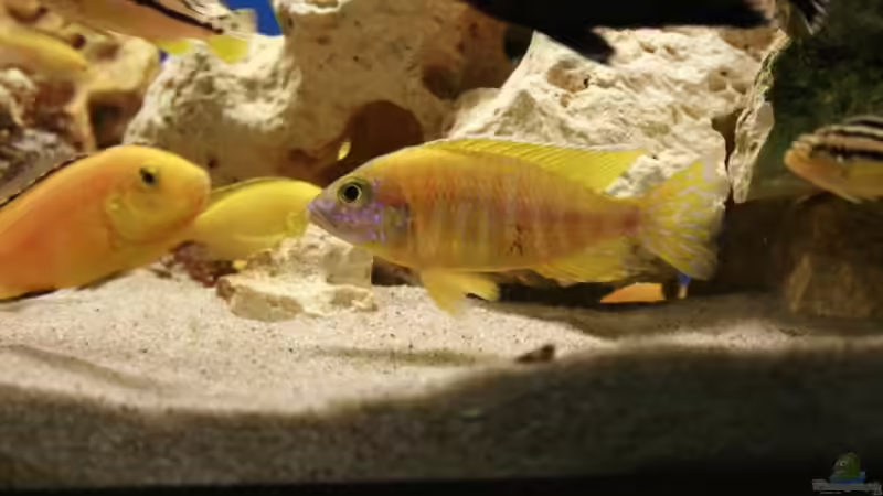 Besatz im Aquarium Becken 7579 von Steffen Kluge (10)