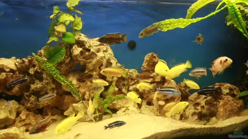 Besatz im Aquarium Becken 7579 von Steffen Kluge (13)