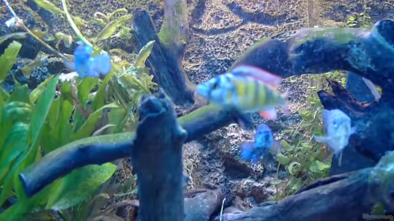 Besatz im Aquarium Becken 7582 von Marc Strubel (21)