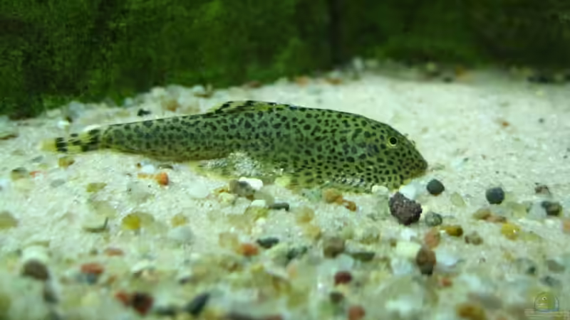 Besatz im Aquarium Becken 7584 von André Martin (19)