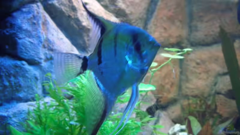 Besatz im Aquarium Becken 7588 von Markus Gura (19)