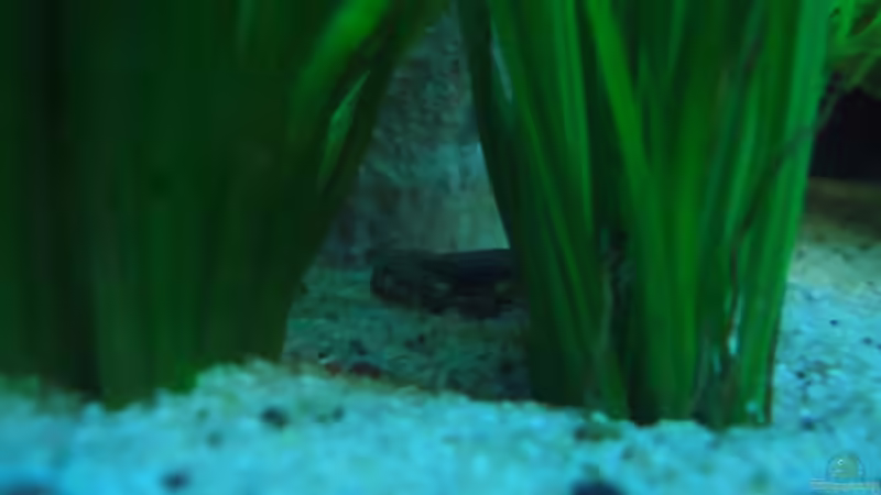 Besatz im Aquarium Becken 7588 von Markus Gura (22)