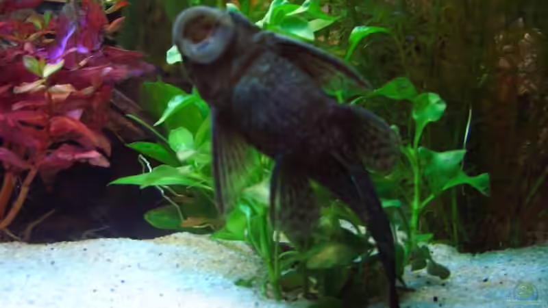 Besatz im Aquarium Becken 7588 von Markus Gura (23)