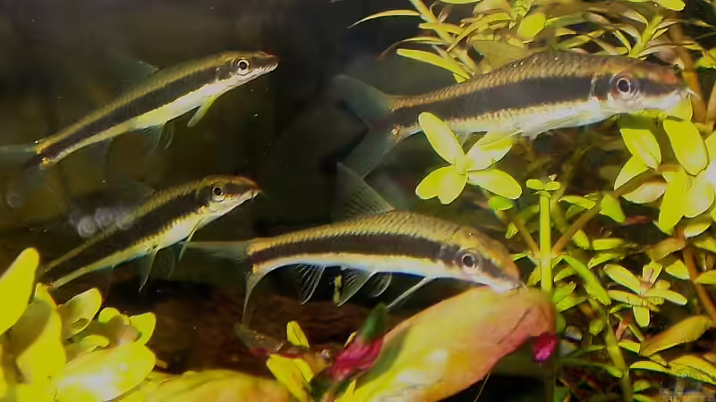 Besatz im Aquarium Becken 7591 von J.Liebold (12)