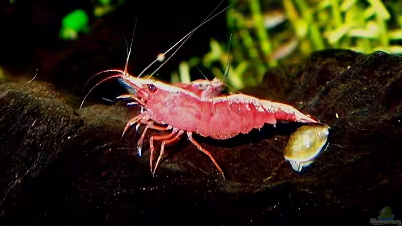 Besatz im Aquarium Becken 7591 von J.Liebold (13)