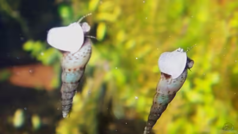 Besatz im Aquarium Becken 7591 von J.Liebold (14)