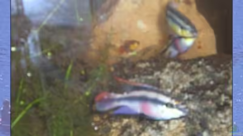 Besatz im Aquarium Becken 7630 von Torsten Dau (4)