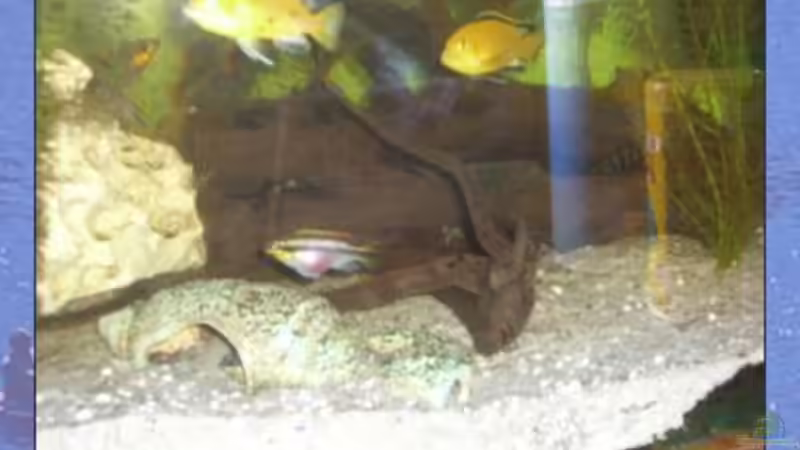 Besatz im Aquarium Becken 7630 von Torsten Dau (5)