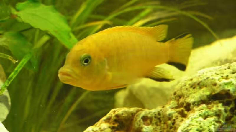 Besatz im Aquarium Becken 7645 von Markus Keller (4)