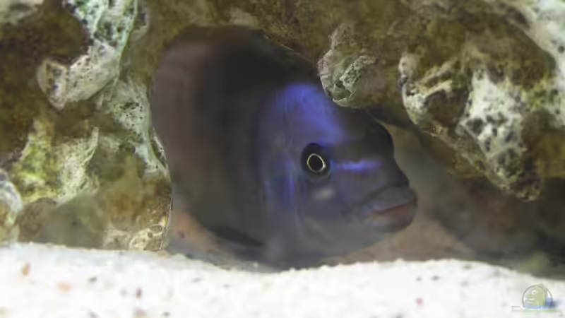 Besatz im Aquarium Becken 7645 von Markus Keller (6)