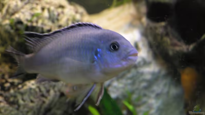 Besatz im Aquarium Becken 7645 von Markus Keller (7)