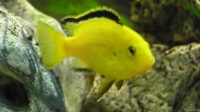 Besatz im Aquarium Becken 7645 von Markus Keller (8)