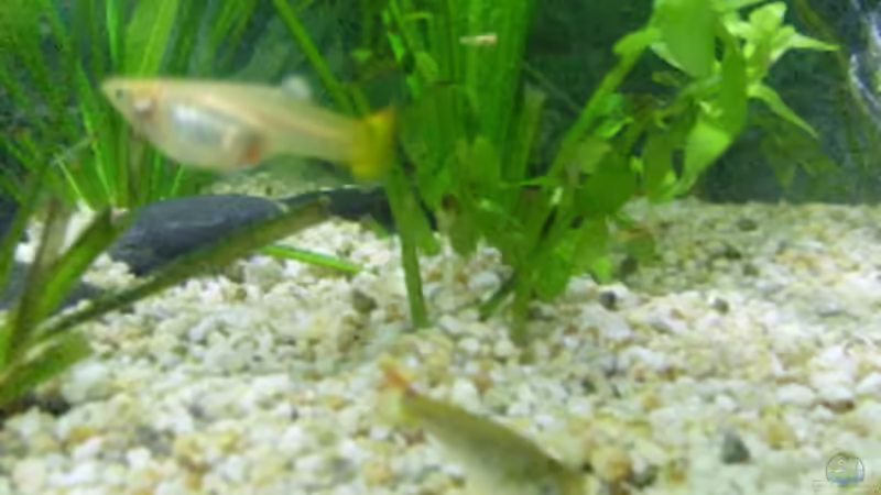 Besatz im Aquarium Becken 7687 von pinkpanther63 (10)