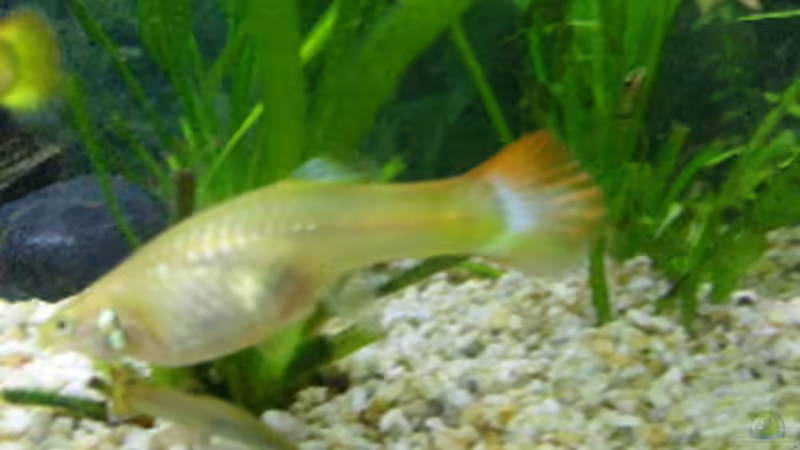 Besatz im Aquarium Becken 7687 von pinkpanther63 (6)