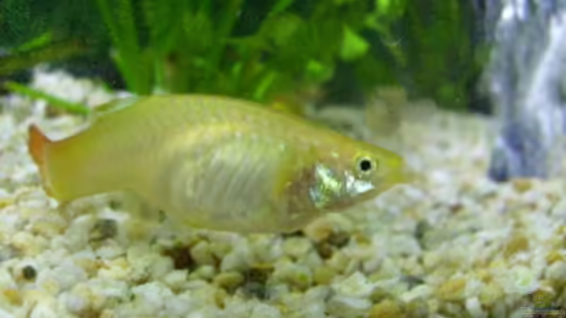 Besatz im Aquarium Becken 7687 von pinkpanther63 (7)