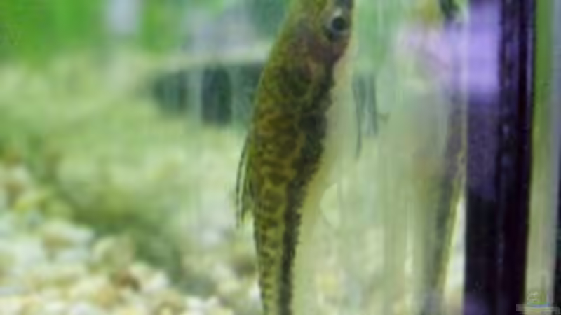 Besatz im Aquarium Becken 7687 von pinkpanther63 (9)