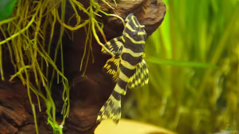 Besatz im Aquarium Becken 7699 von Micha 86 (10)