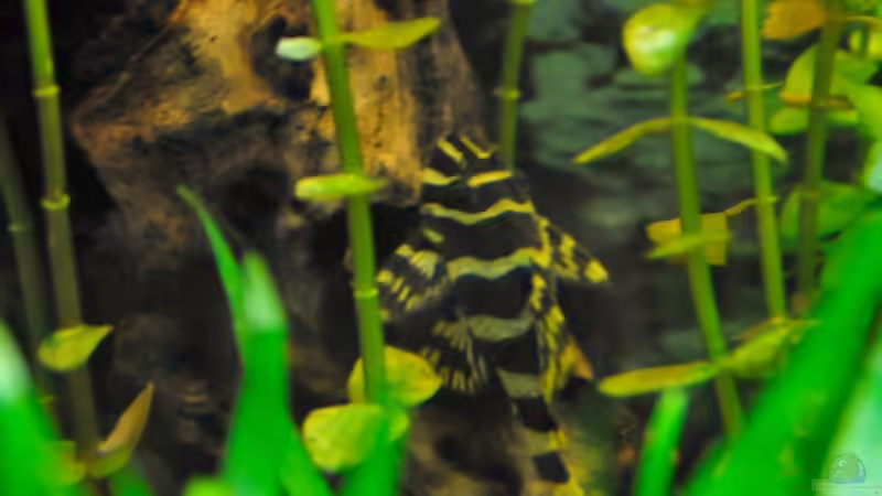 Besatz im Aquarium Becken 7699 von Micha 86 (7)