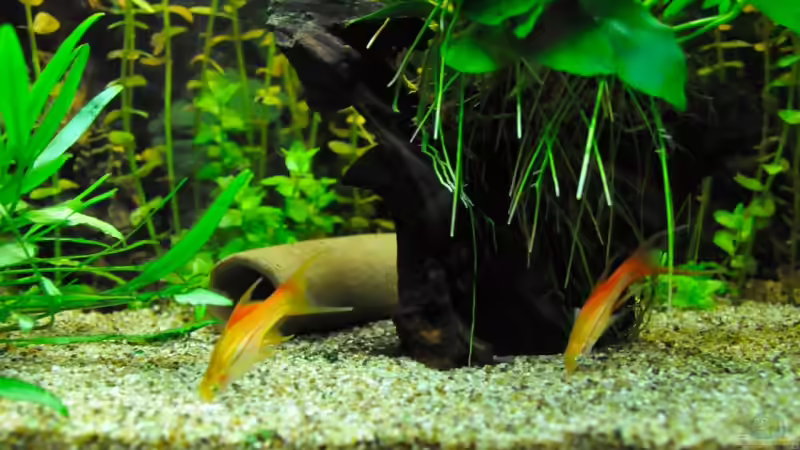 Besatz im Aquarium Becken 7699 von Micha 86 (8)