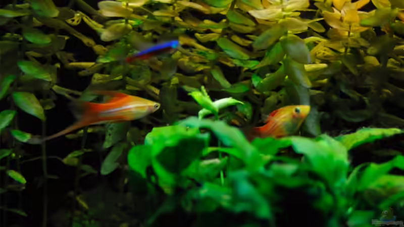 Besatz im Aquarium Becken 7699 von Micha 86 (9)