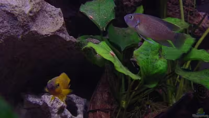 Besatz im Aquarium Becken 77 von Peter Grob (10)