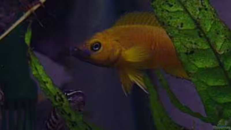 Besatz im Aquarium Becken 77 von Peter Grob (11)