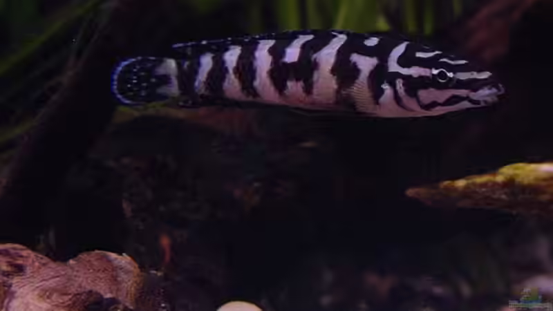 Besatz im Aquarium Becken 77 von Peter Grob (12)