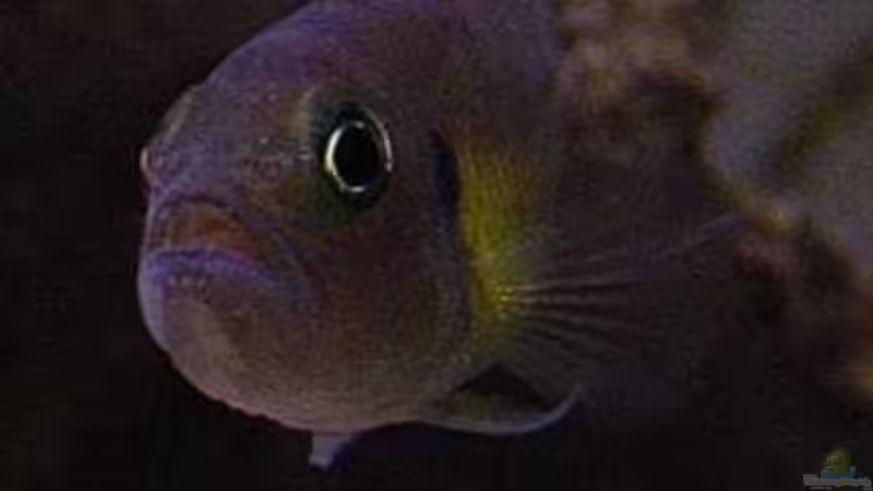 Besatz im Aquarium Becken 77 von Peter Grob (13)