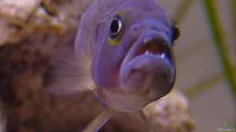 Besatz im Aquarium Becken 77 von Peter Grob (4)