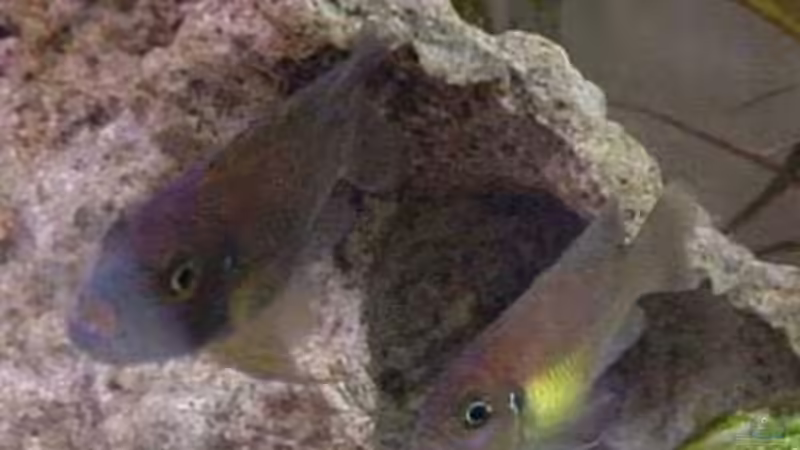 Besatz im Aquarium Becken 77 von Peter Grob (5)