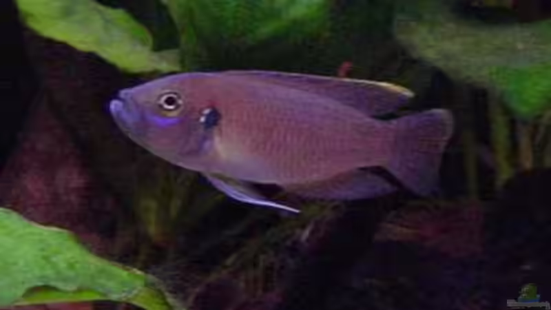 Besatz im Aquarium Becken 77 von Peter Grob (6)