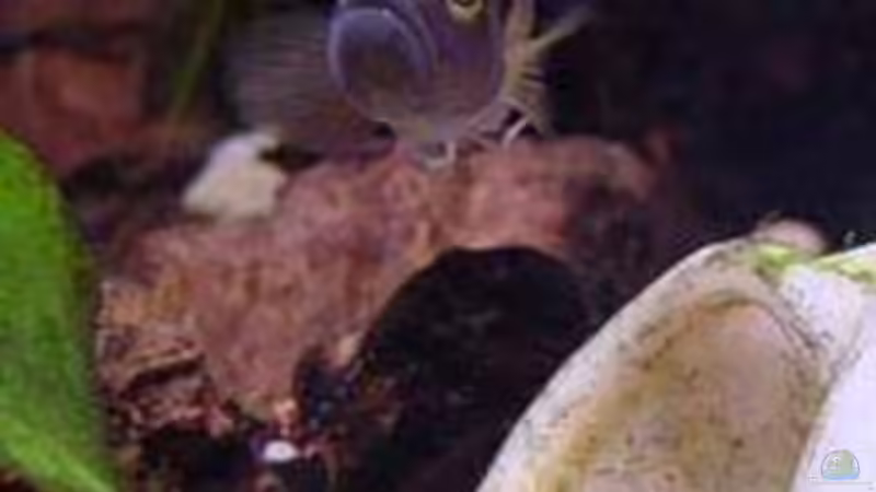 Besatz im Aquarium Becken 77 von Peter Grob (7)