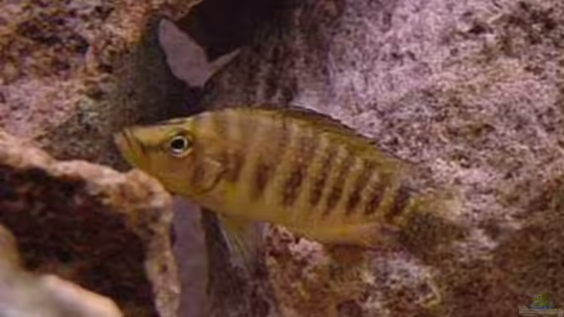 Besatz im Aquarium Becken 77 von Peter Grob (8)