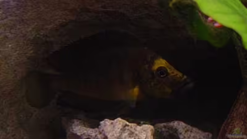 Besatz im Aquarium Becken 77 von Peter Grob (9)