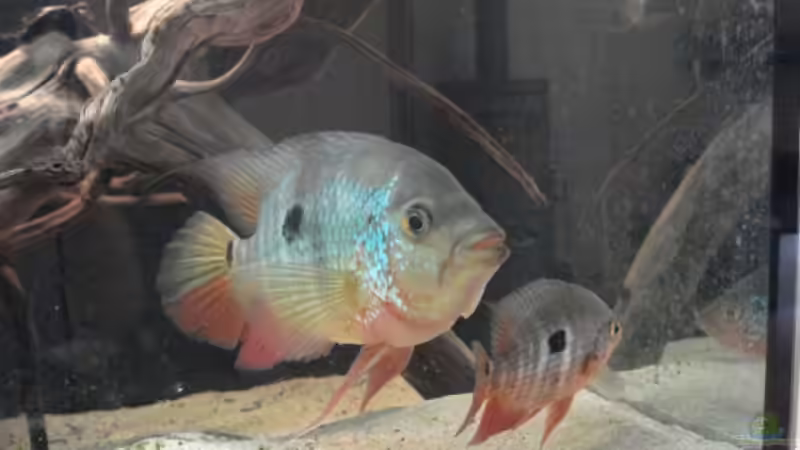 Besatz im Aquarium Becken 7736 von Crenii (25)