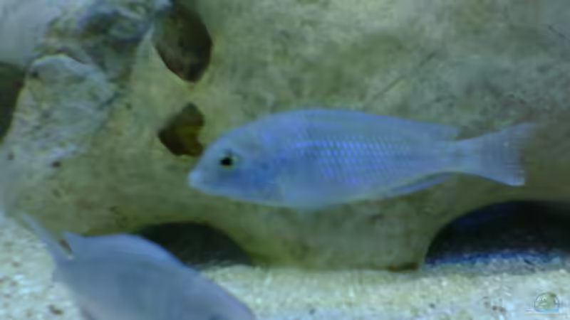 Besatz im Aquarium Becken 775 von Nils Stoltenberg (10)