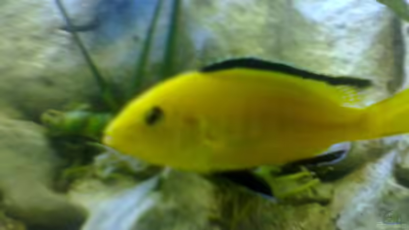 Besatz im Aquarium Becken 775 von Nils Stoltenberg (11)