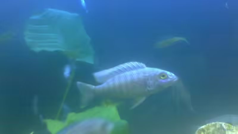 Besatz im Aquarium Becken 775 von Nils Stoltenberg (12)