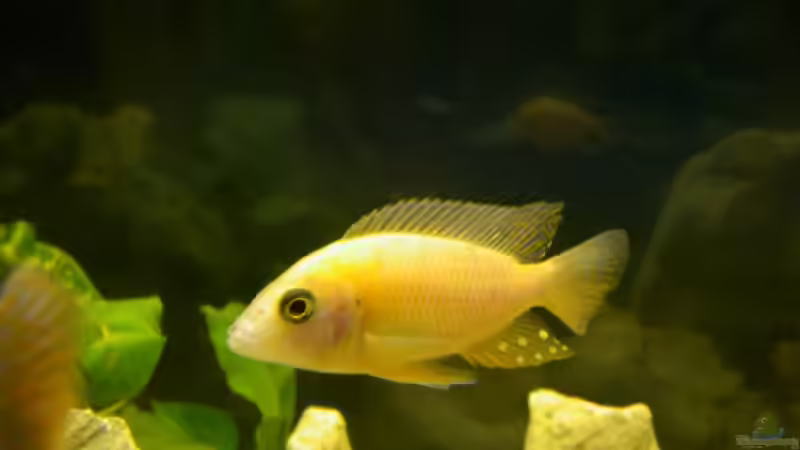 Besatz im Aquarium Becken 775 von Nils Stoltenberg (5)