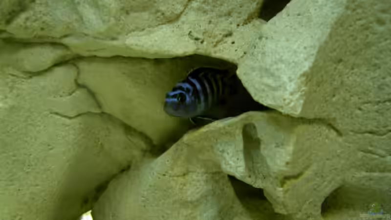 Besatz im Aquarium Becken 775 von Nils Stoltenberg (7)