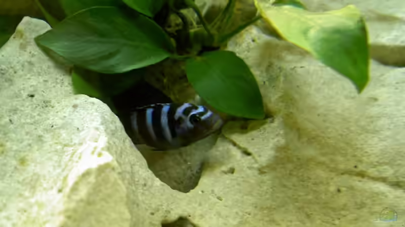 Besatz im Aquarium Becken 775 von Nils Stoltenberg (8)