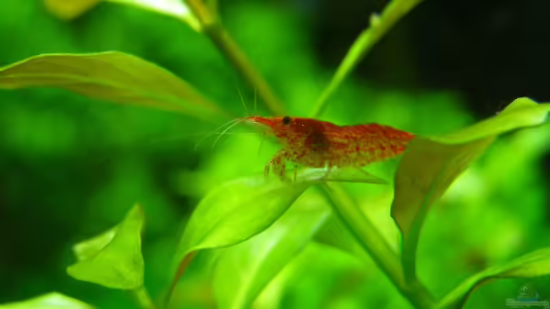 Besatz im Aquarium Becken 7763 von redcherry (9)